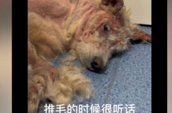 狗瘟抽搐,抽搐症状解析与应对策略”
