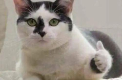 搞笑猫图片大全笑死人,笑翻你的搞笑猫图片大全